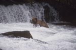 Braunbär direkt unter dem Wasserfall