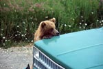 Junger Braunbär am Auto schaut kritisch 