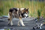 Wolfshund vom Cook Inlet