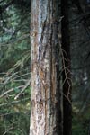 Baum mit Bärenkrallenspuren