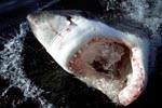 Offenes Weiße Hai Maul mit den Lorenzinischen Ampullen an der Schnauze (00001544)
