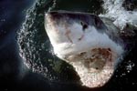 Mit offenem Maul durchstößt der Weiße Hai das Wasser