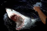 Weißer Hai durchbricht mit geoeffnetem Maul das Wasser