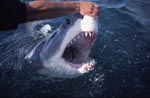 Handberuehrung an der Schnauzenspitze des Weißen Hais