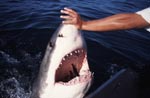 Handkontakt an der Schnauzenspitze des Weißen Hais 