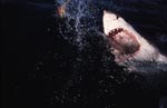 Aus dunkler Tiefe durchbricht ein Weißer Hai die Meeresoberflaeche