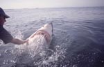 Weißer Hai wendet sich bei Handberuehrung ab