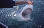 Beruehrung der Schnauzenspitze des Weißen Hais