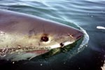 Weißer Hai an der Wasseroberflaeche