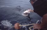 Michael Rutzen beruehrt die Nase des Weißen Hais