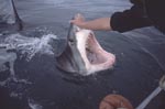 Weit oeffnet der Weiße Hai sein Maul 
