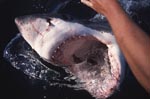 Weiße Hai Maul weit geoeffnet