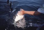 Der Handkontakt an der Schnauzenspitze des Weißen Hais zeigt Wirkung