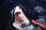 Das Maul des Weißen Hais mit den scharfen Zaehnen