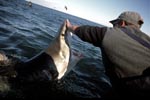 Weißer Hai - Beruehrung der sensiblen Schnauzenspitze 