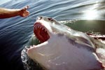 Weißer Hai fixiert die ausgestreckte Hand