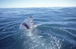 Weißer Hai hebt seinen Kopf aus dem Wasser