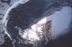 Großer Weiße Hai und seine Zaehne
