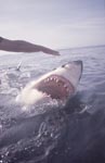 Weißer Hai mit geoeffnetem Maul an der Wasseroberflaeche 