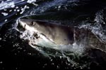 Weißer Hai unterwegs vor der Kueste Suedafrikas