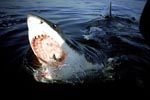 Weißer Hai mit weit geoeffnetem Rachen an der Meeresoberflaeche