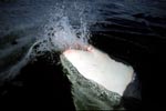 Weißer Hai schnappt nach dem Wasser