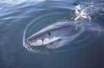 Das tief dunkelblaue Auge des Weißen Hais leuchtet im Seitenlicht