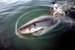 Er verbreitet Faszination und Angst zugleich: Der Weiße Hai
