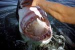 Gefürchtet und berüchtigt: Das Maul des Weißen Hais
