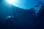 Weißer Hai dicht unter der Wasseroberflaeche