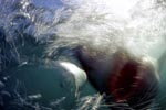 Der Alptraum: Weißer Hai ein Schatten aus der Tiefe 
