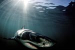 Weißer Hai jagt in der Nähe von Geyser Rock 