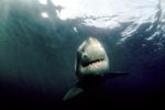 Der Weiße Hai – eine perfekte Schoepfung der Evolution