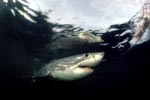 Der Weiße Hai spielt eine Schlüsselrolle im marinen Ökosystem