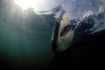 Phantom der Tiefe - Weißer Hai 