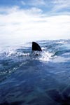 Weiße Hai Rueckenflosse durchschneidet das Wasser