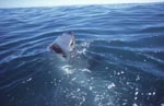 Aus dem dunklen Wasser taucht der Kopf eines Weißen Hais auf