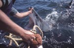 Michael Rutzen beruehrt die Schnauzenspitze des Weißen Hais