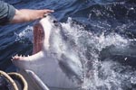 Weit oeffnet der Weiße Hai sein Maul an der Wasseroberflaeche