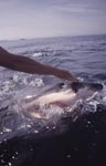 Gebannt schaut der Weiße Hai auf die ausgestreckte Hand