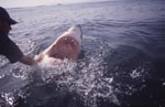 Das Maul des Weißen Haies ist eine gefaehrliche Waffe