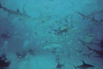 Karibischer Riffhaie, Schwarzspitzenhaie und Fischschwarm
