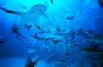 Schwarzspitzenhaie und Karibische Riffhaie am “chumsicle”