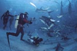 Karibische Riffhaie und Schwarzspitzenhaie wohin man schaut