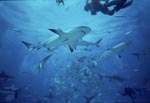 Karibischer Riffhaie, Schwarzspitzenhaie und Taucher beim Shark Rodeo