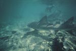 Zitronenhai und Bullenhaie im Flachwasser