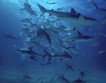 Karibische Riffhaie und Schwarzspitzenhaie - Shark Rodeo