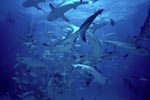 Karibische Riffhaie, Schwarzspitzenhaie und Kleinfische 