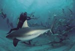 Shark Rodeo mit Karibischen Riffhaien und Schwarzspitzenhaien