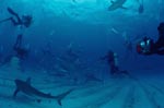 Karibische Riffhaie, Schwarzspitzenhaie und Taucher